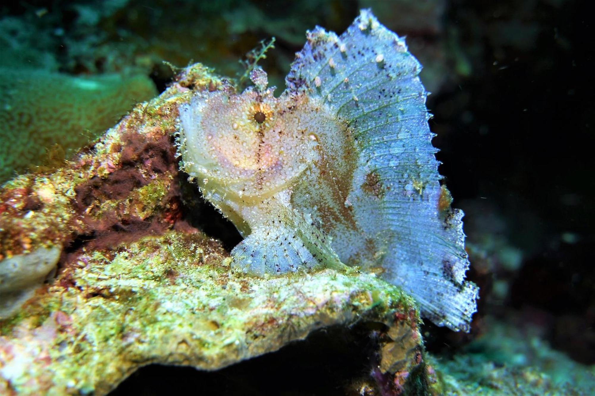 Bunaken Sea Garden Resort Kültér fotó