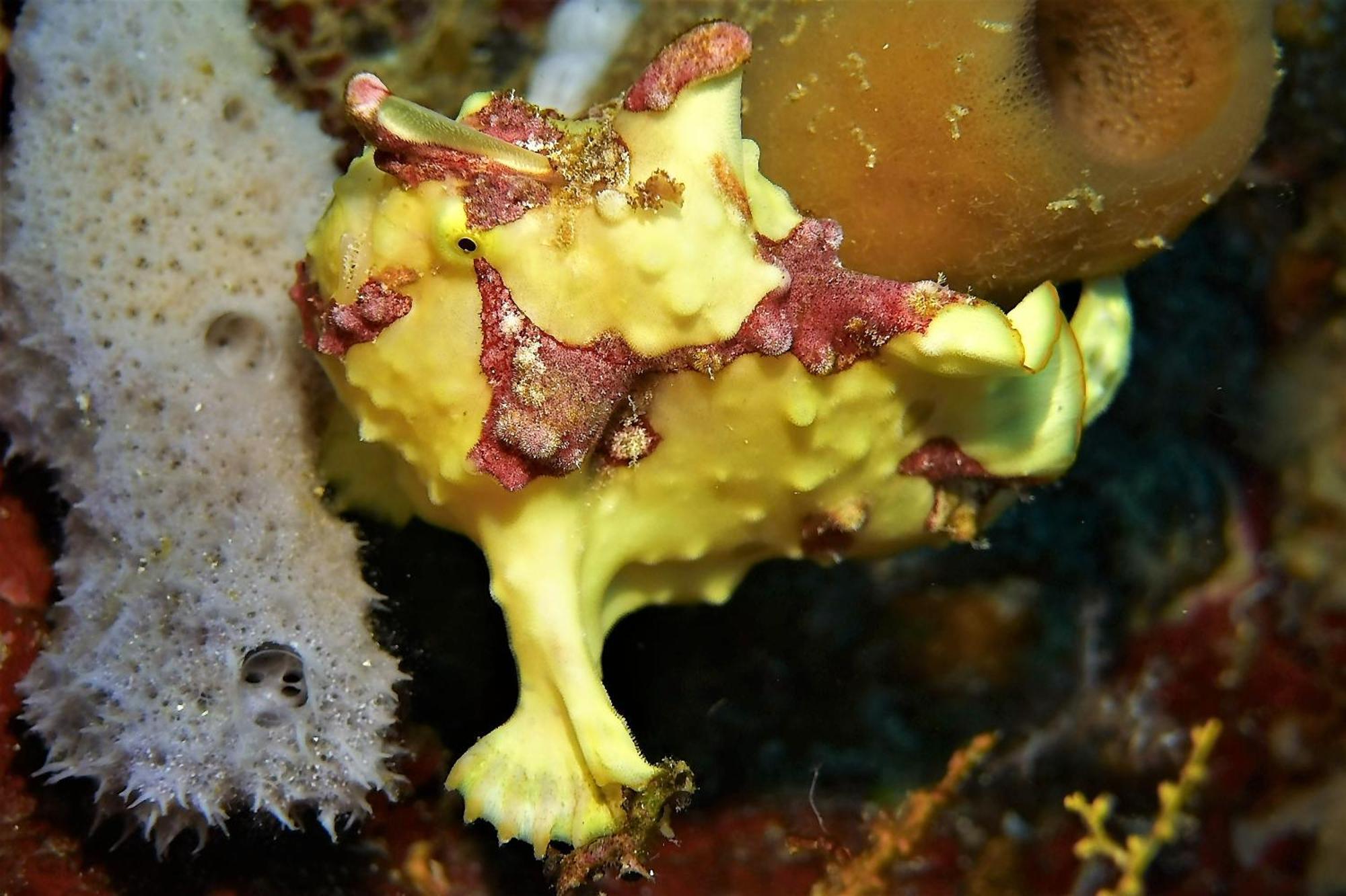 Bunaken Sea Garden Resort Kültér fotó