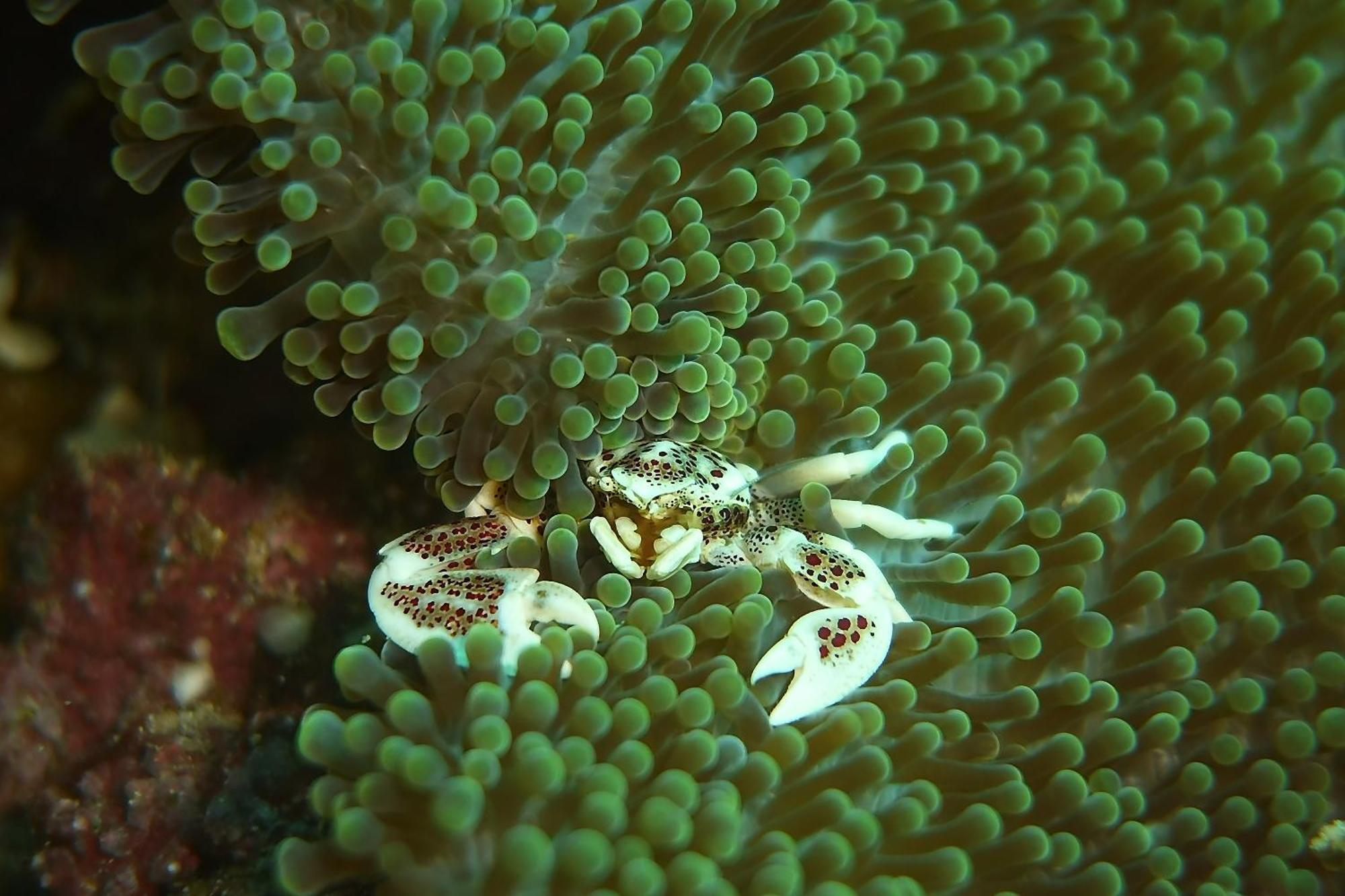 Bunaken Sea Garden Resort Kültér fotó