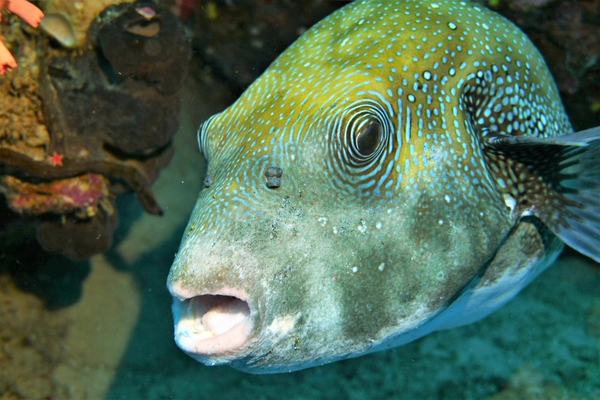 Bunaken Sea Garden Resort Kültér fotó