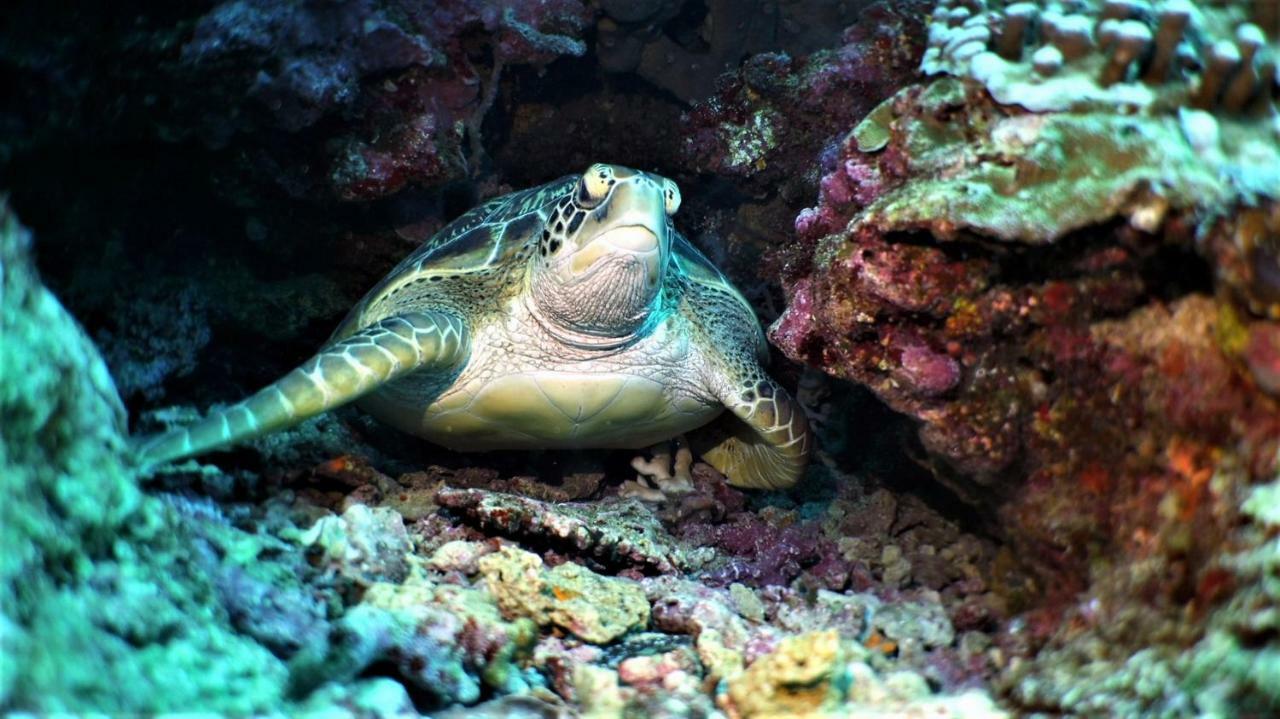 Bunaken Sea Garden Resort Kültér fotó