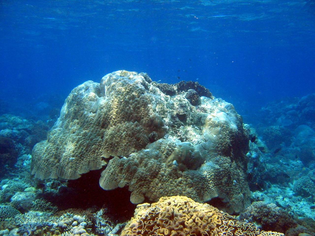Bunaken Sea Garden Resort Kültér fotó